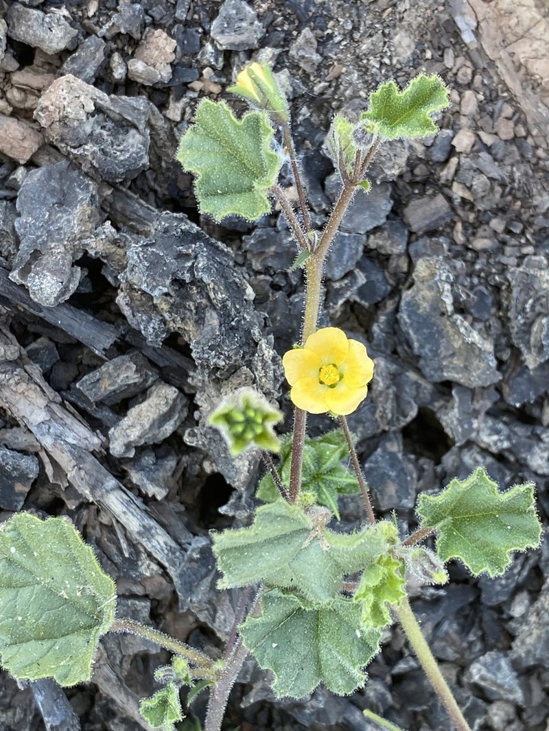 Abutilon malvifolium photo 6