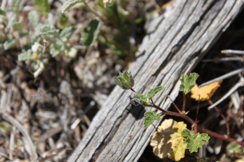 Abutilon malvifolium photo 8