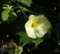 Abutilon mauritianum