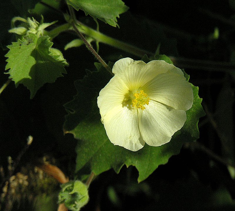Abutilon mauritianum