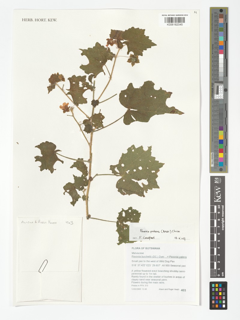 Abutilon mauritianum subsp. mauritianum