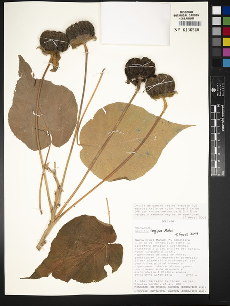 Abutilon mauritianum subsp. mauritianum photo 2