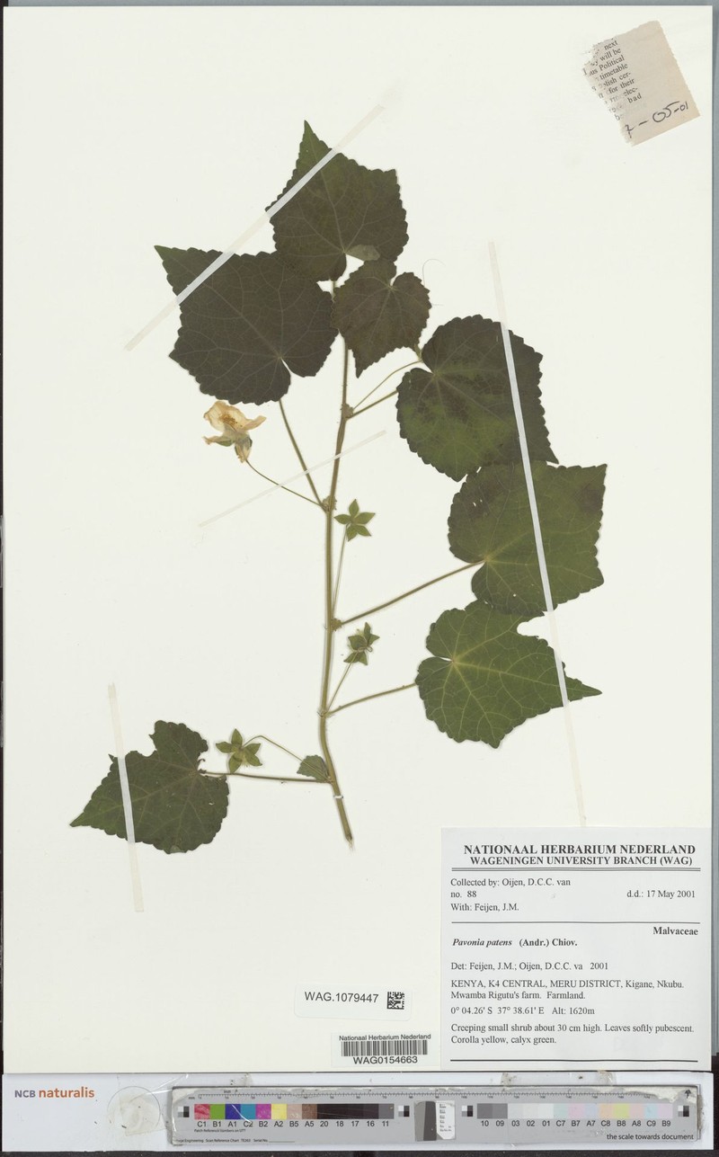 Abutilon mauritianum subsp. mauritianum photo 3