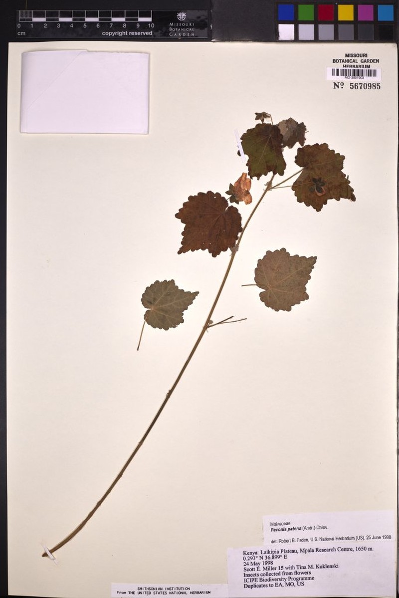 Abutilon mauritianum subsp. mauritianum photo 4