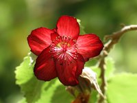 Ko'Oloa 'Ula
