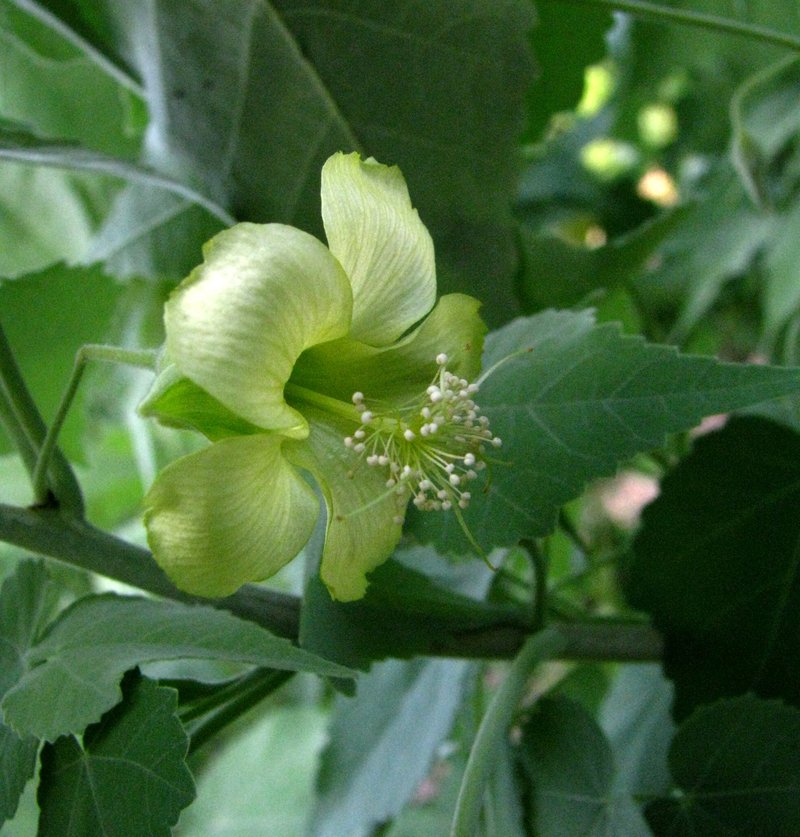 Ko'Oloa 'Ula photo 2