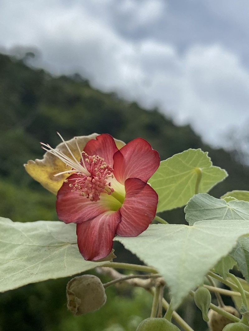 Ko'Oloa 'Ula photo 4