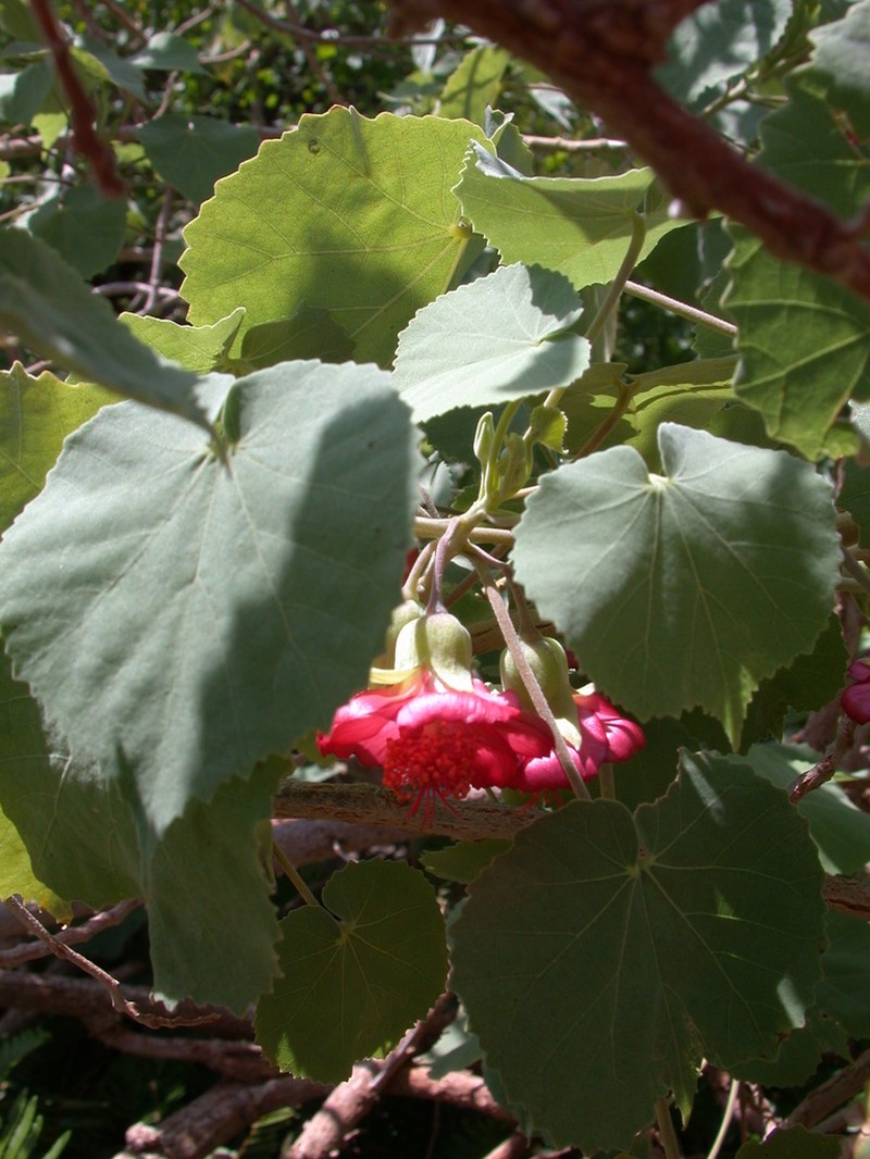 Ko'Oloa 'Ula photo 5