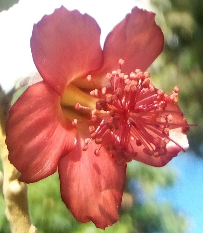 Ko'Oloa 'Ula photo 6