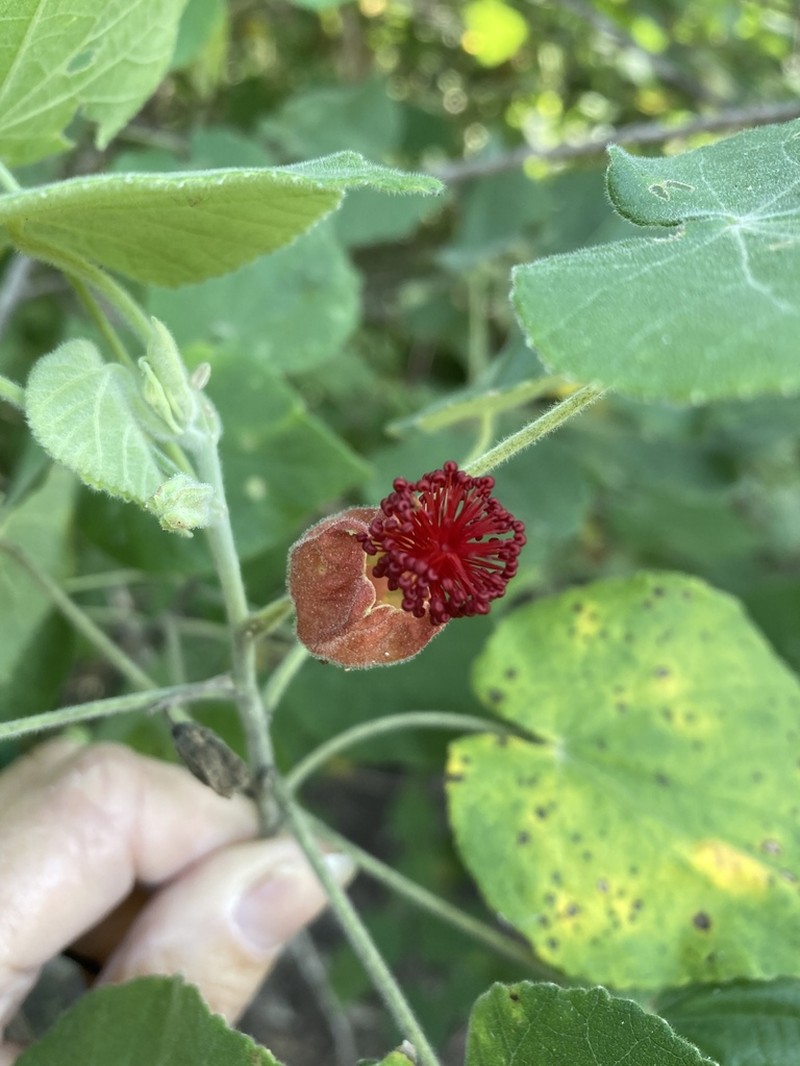 Abutilon micropetalum