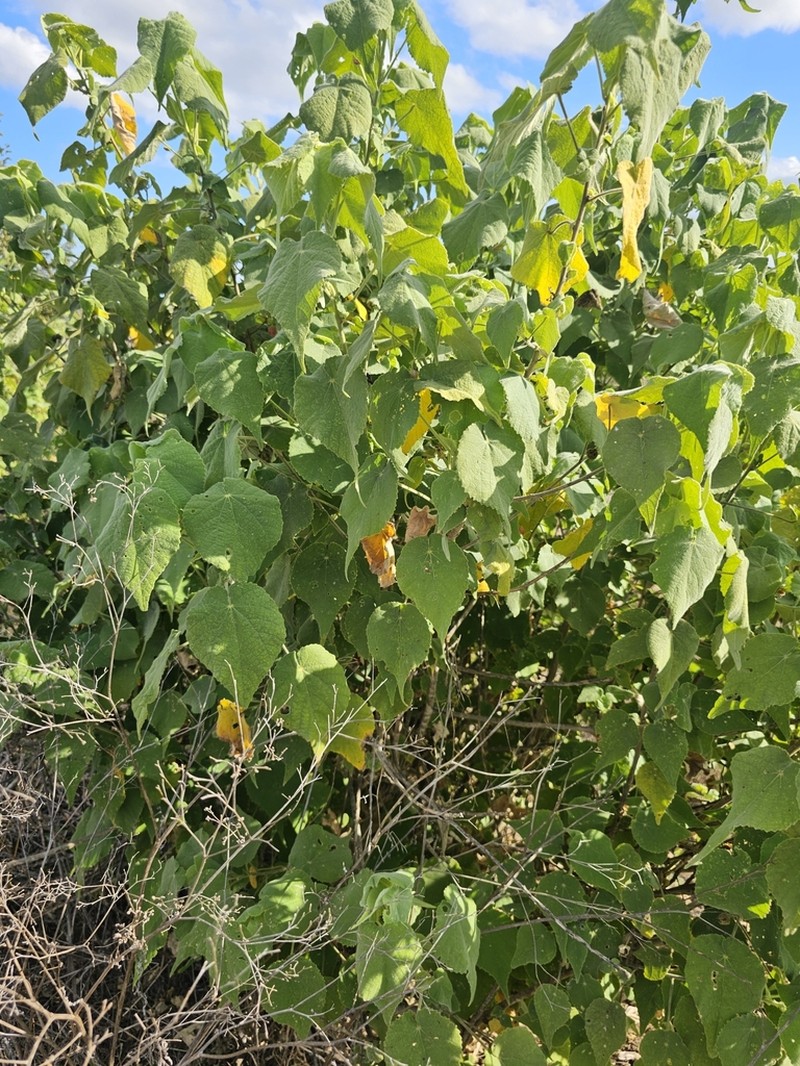 Abutilon micropetalum photo 2