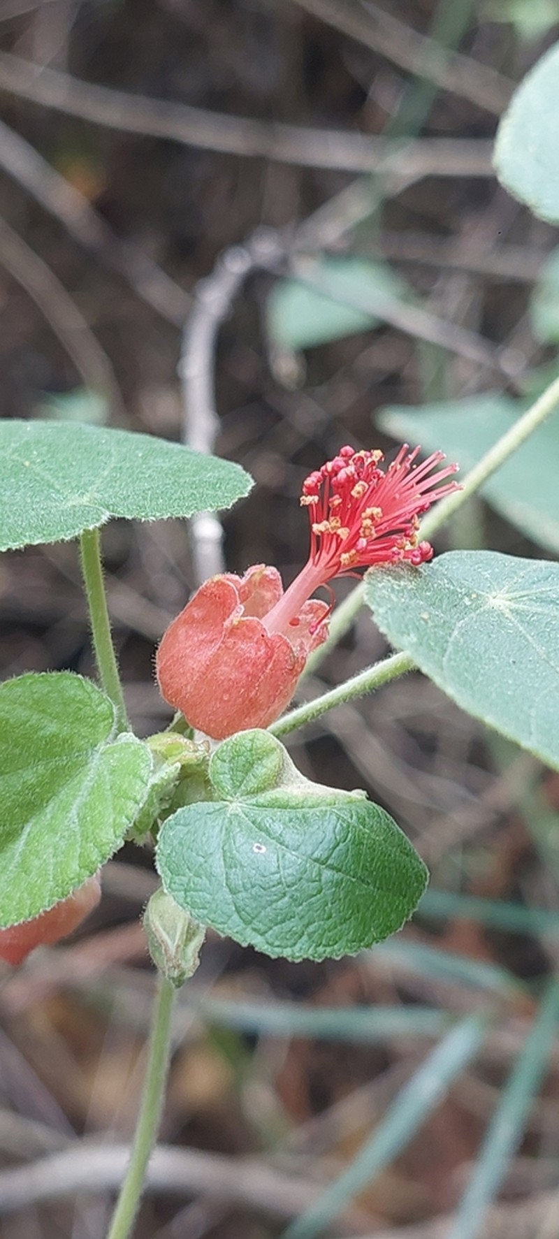 Abutilon micropetalum photo 3
