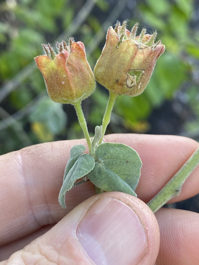 Abutilon micropetalum photo 4