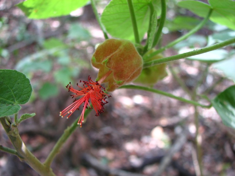Abutilon micropetalum photo 5