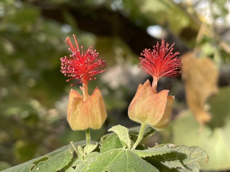 Abutilon micropetalum photo 6
