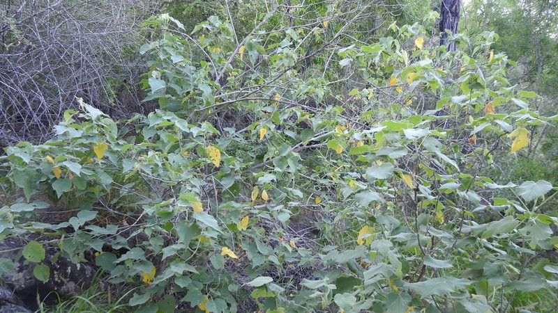 Abutilon micropetalum photo 8