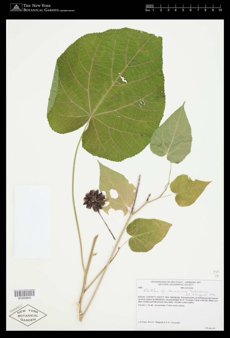 Abutilon minarum