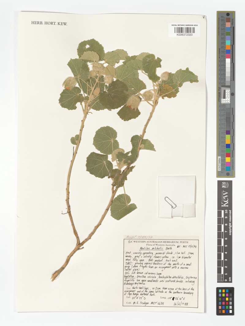 Abutilon mitchellii