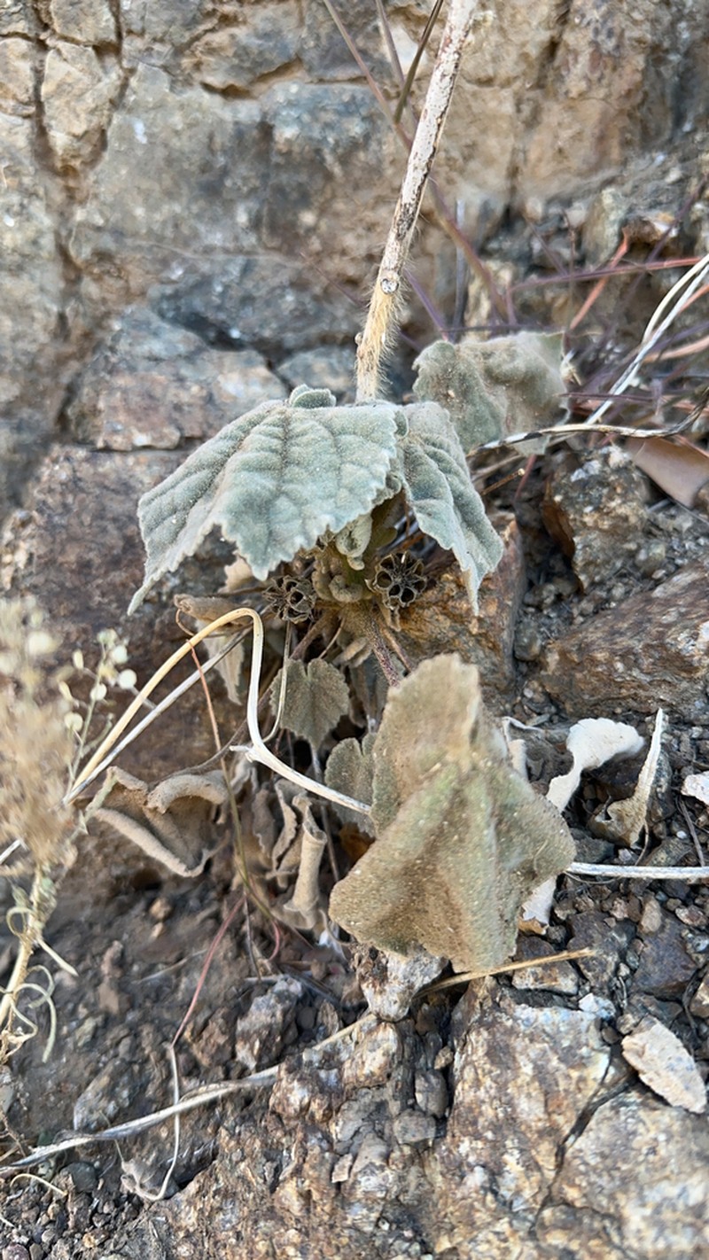 Sonoran Indian Mallow
