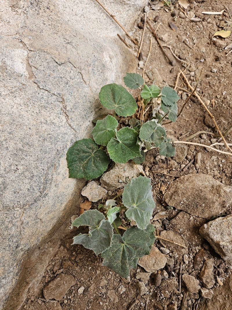 Sonoran Indian Mallow photo 2