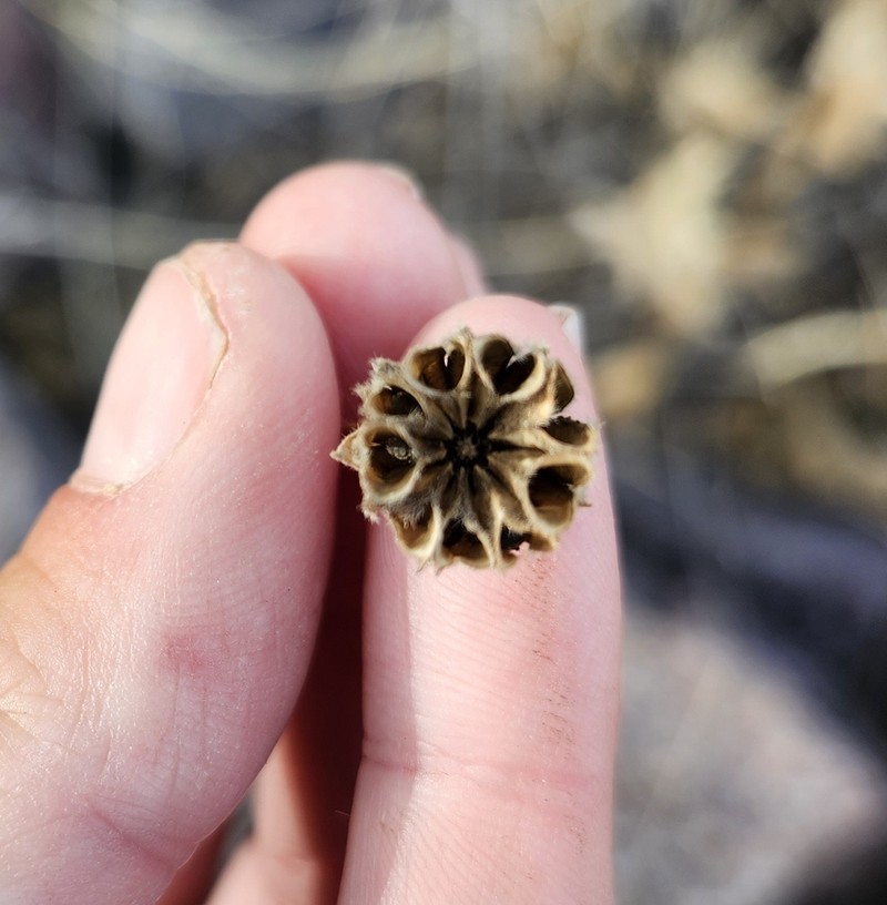 Sonoran Indian Mallow photo 3