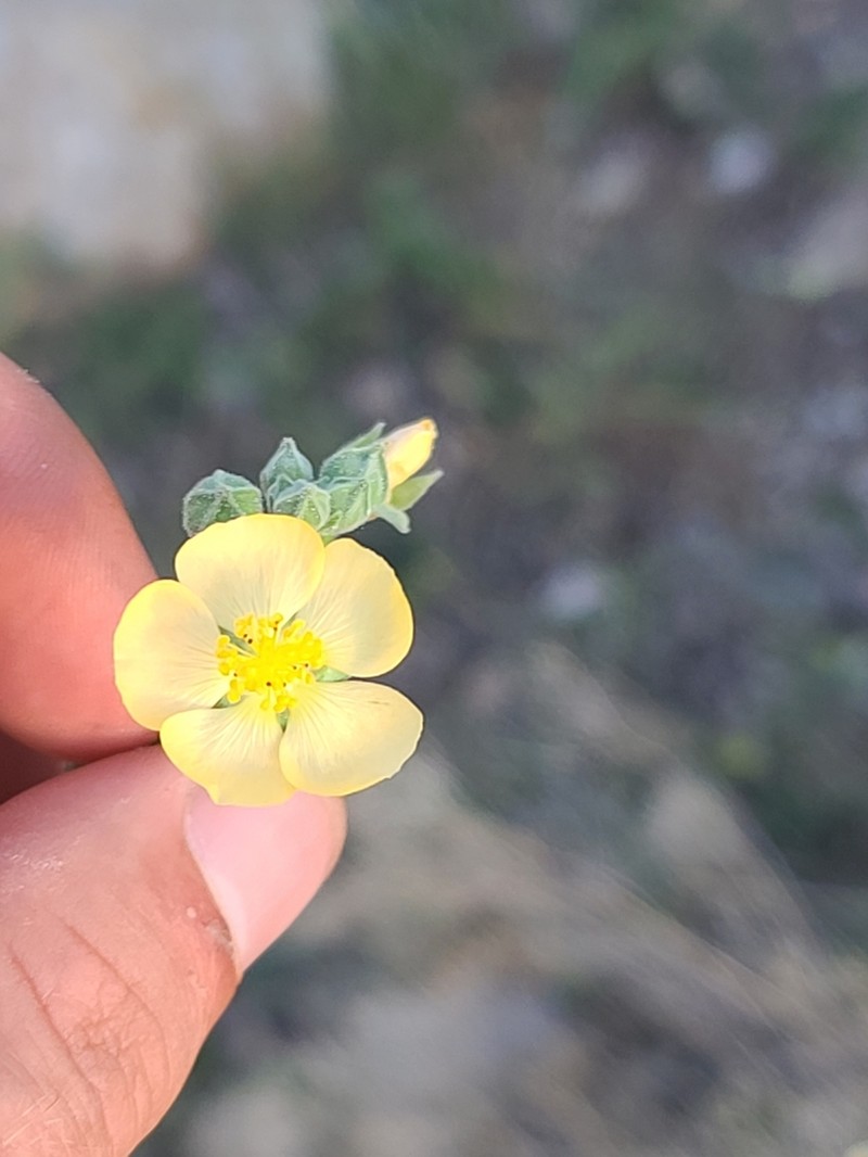 Sonoran Indian Mallow photo 4