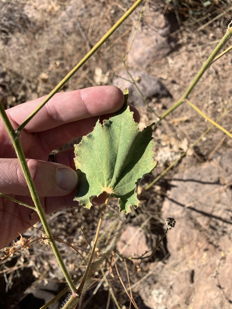 Sonoran Indian Mallow photo 5