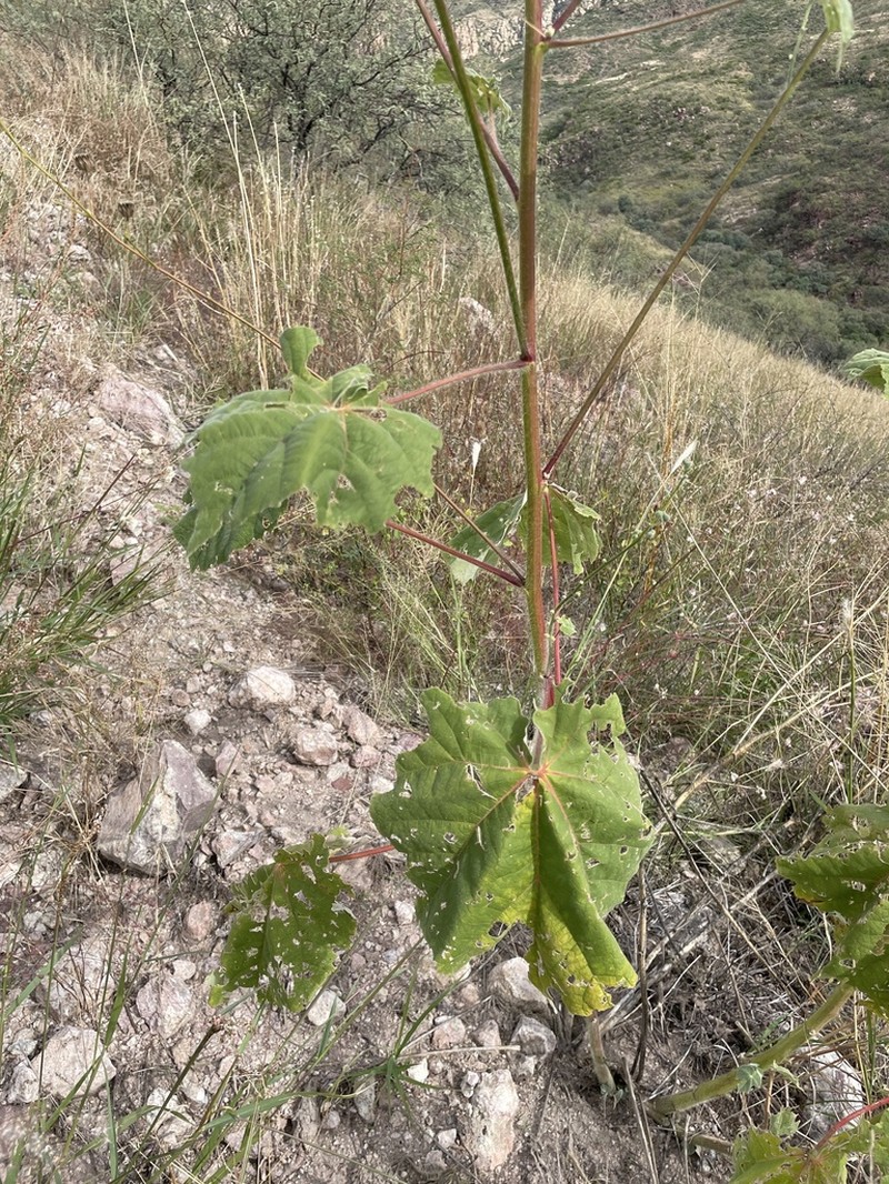 Sonoran Indian Mallow photo 6