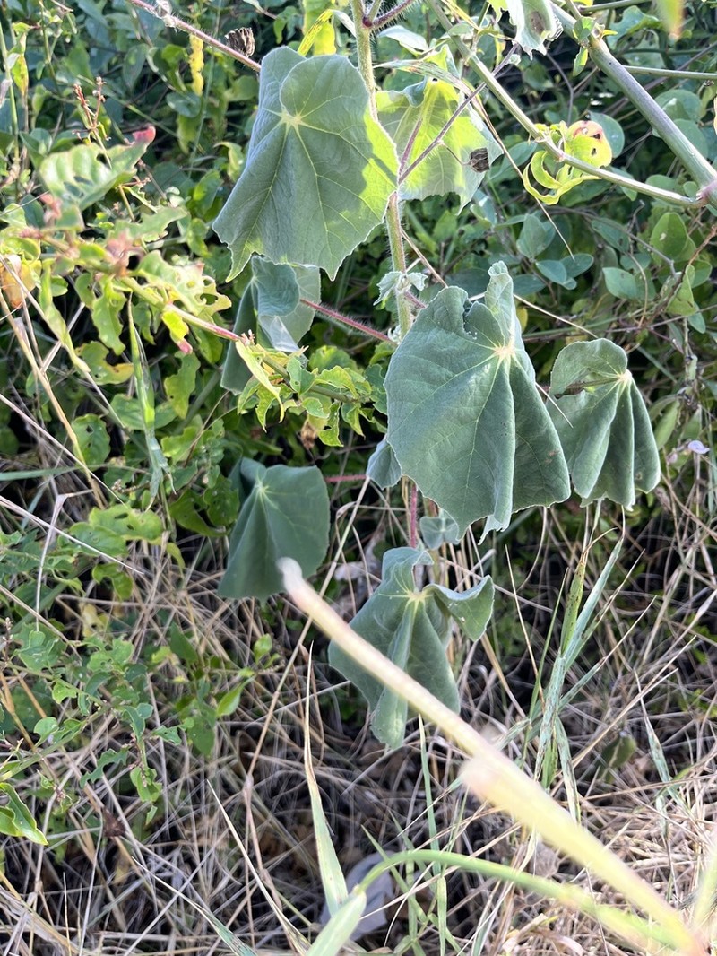 Sonoran Indian Mallow photo 7