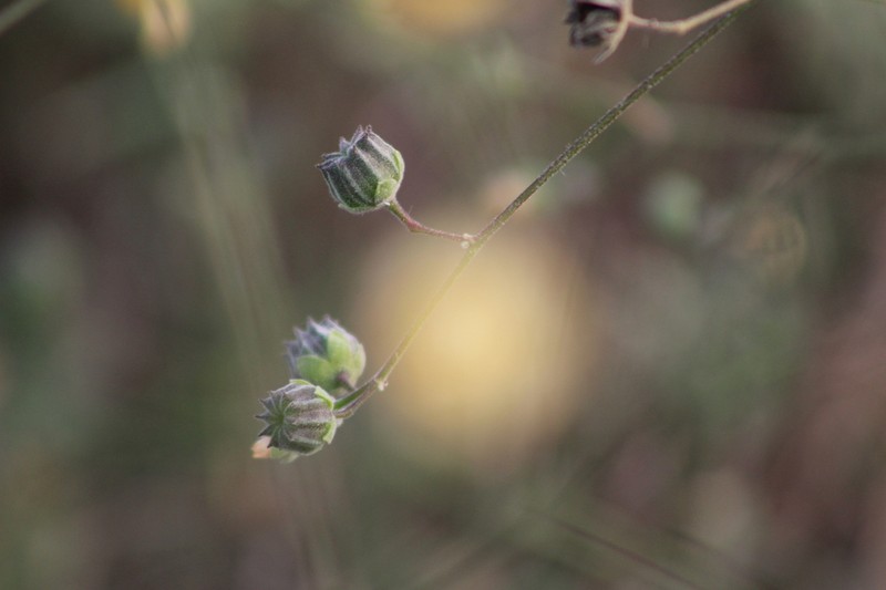 Sonoran Indian Mallow photo 8