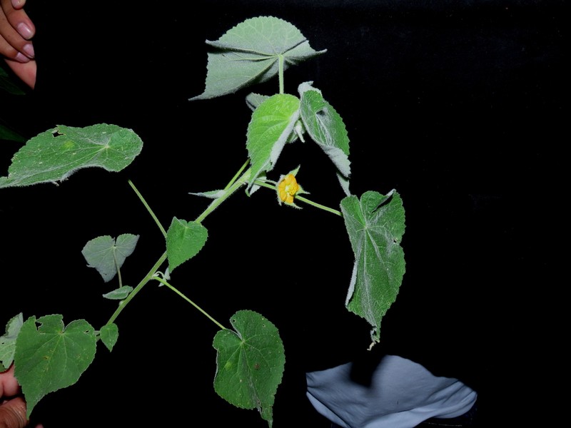 Abutilon mollissimum photo 2