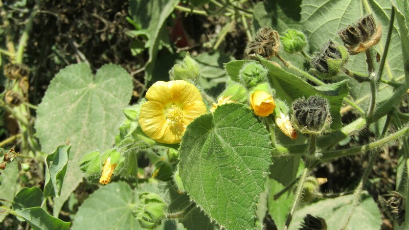Abutilon mollissimum photo 3