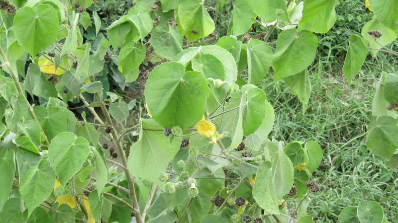 Abutilon mollissimum photo 5