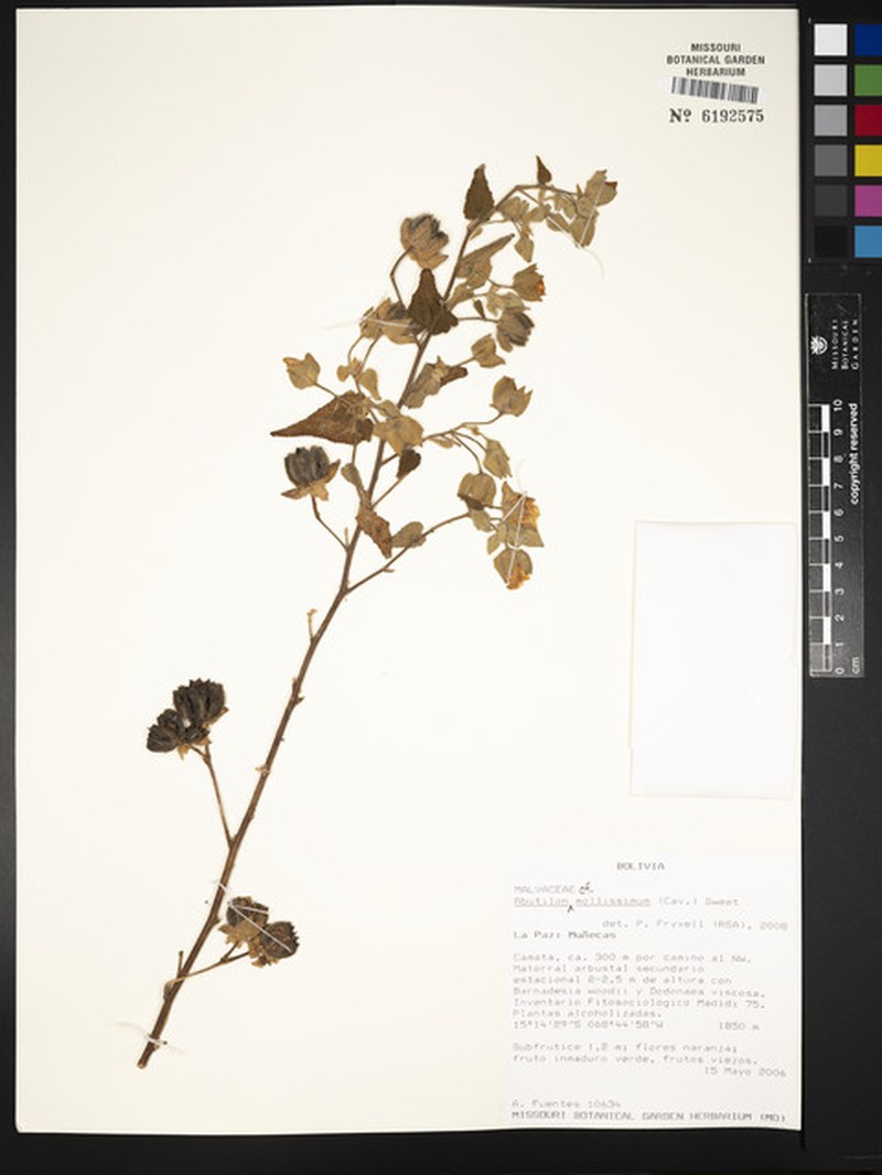 Abutilon mollissimum photo 7