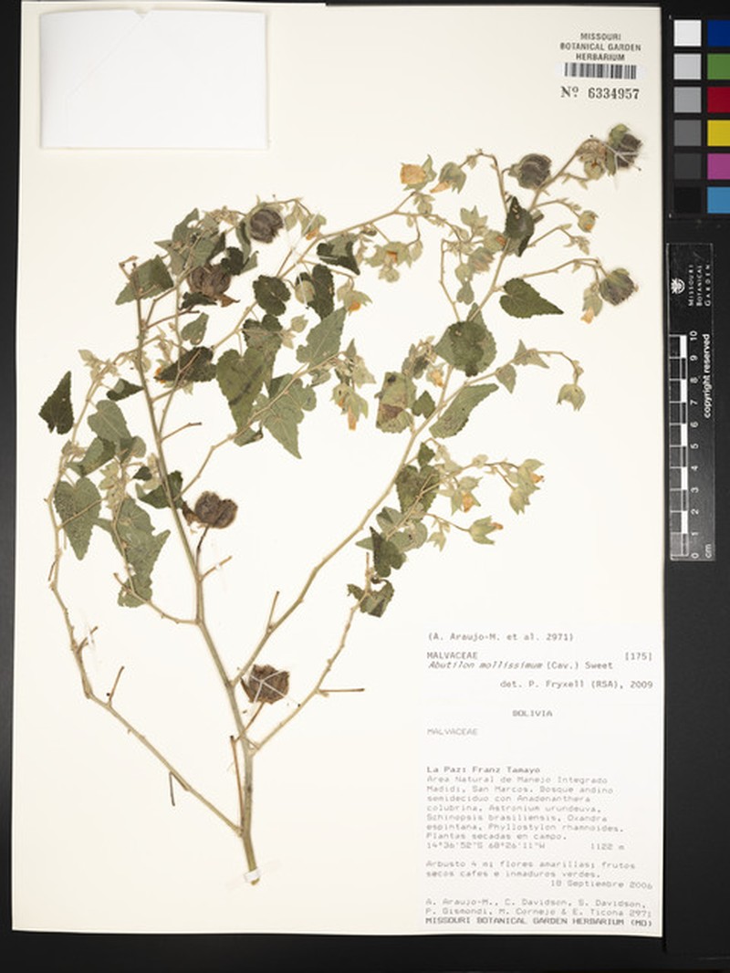 Abutilon mollissimum photo 8