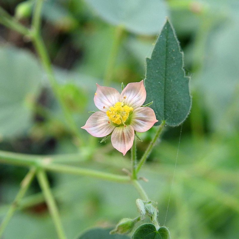 Abutilon mucronatum photo 3