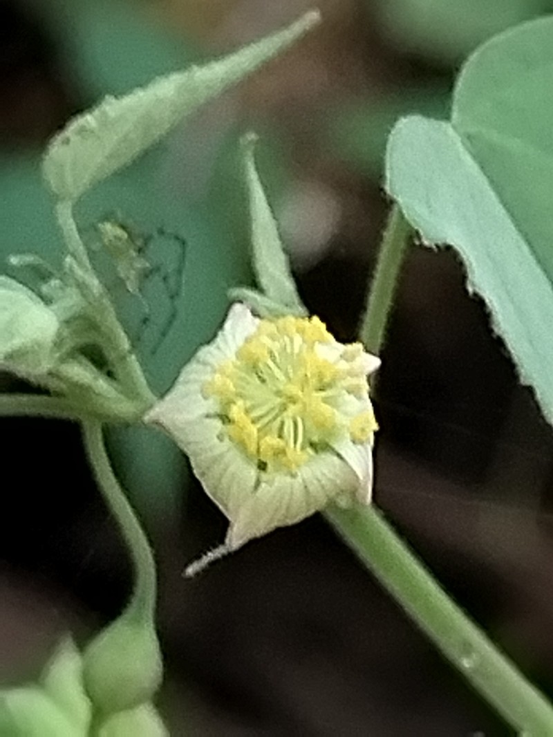 Abutilon mucronatum photo 4