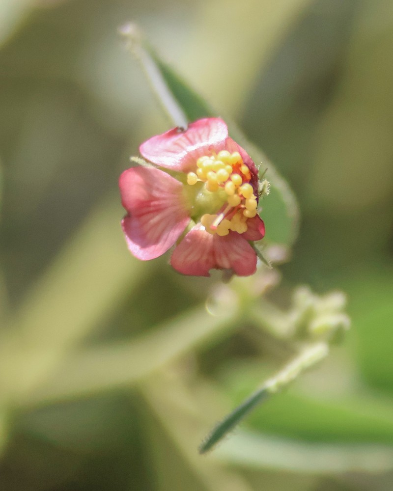 Abutilon mucronatum photo 6