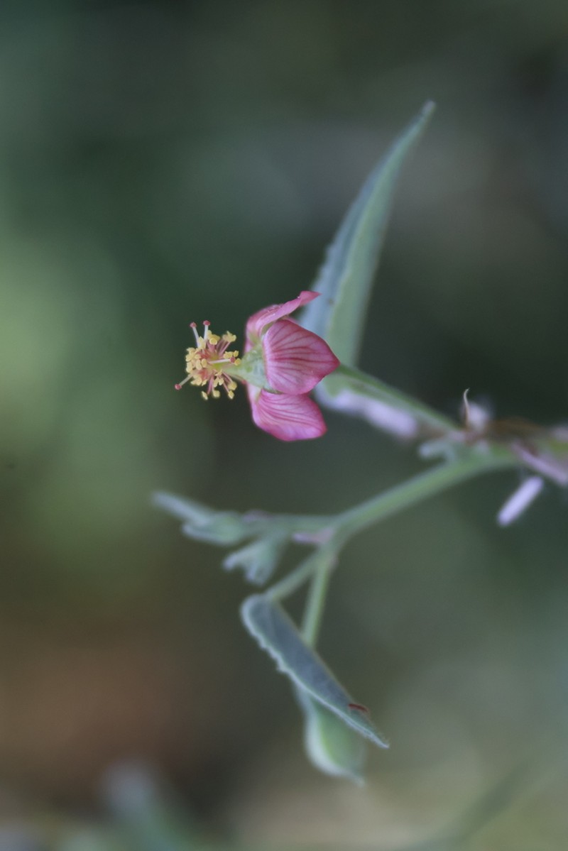 Abutilon mucronatum photo 8