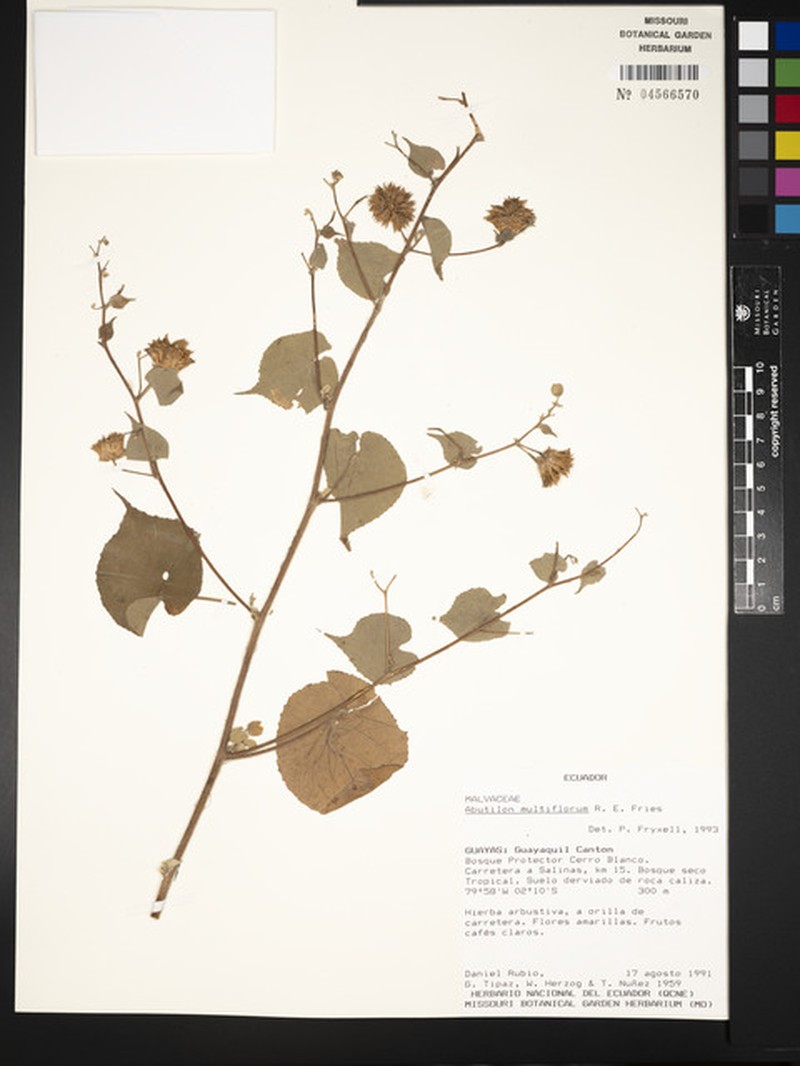 Abutilon multiflorum