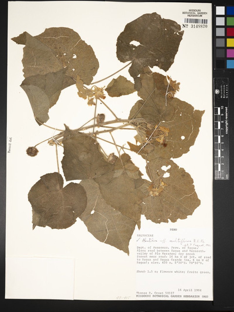 Abutilon multiflorum photo 2