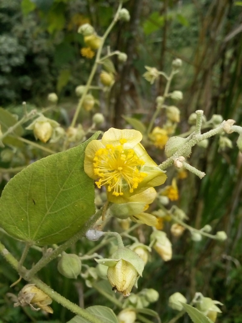 Abutilon myrianthum