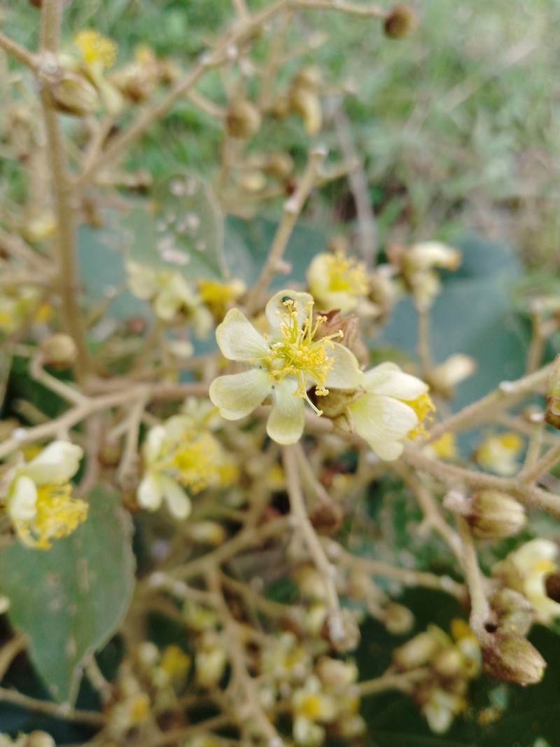 Abutilon myrianthum photo 2