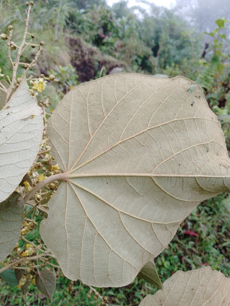 Abutilon myrianthum photo 3