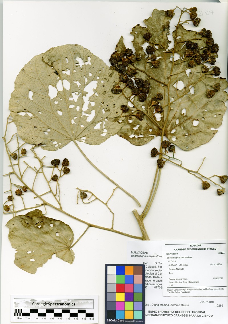 Abutilon myrianthum photo 5