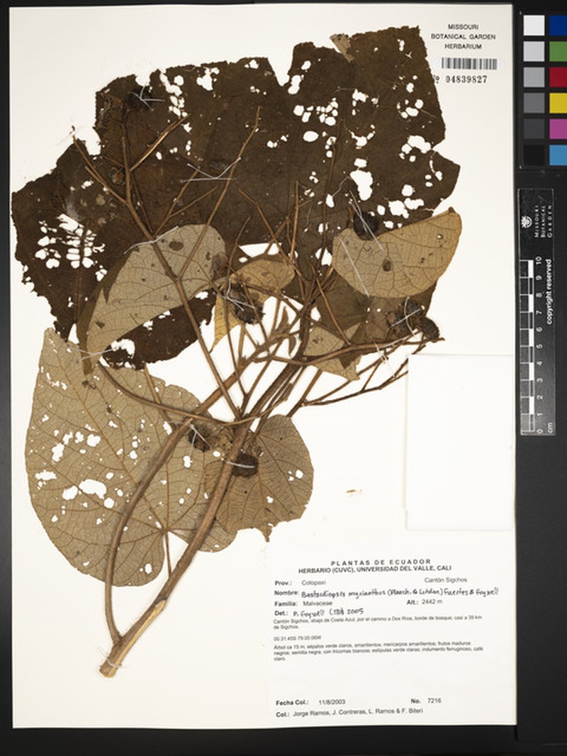 Abutilon myrianthum photo 6