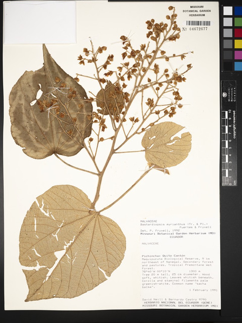 Abutilon myrianthum photo 8