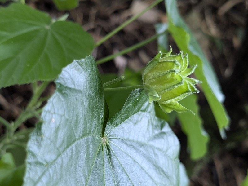 Abutilon neelgherrense