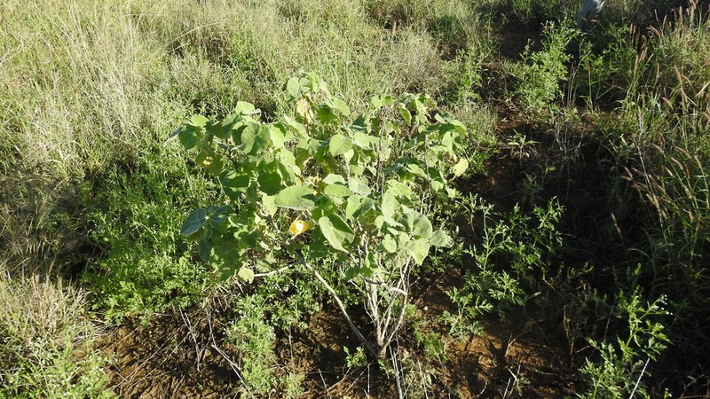 Abutilon nobile
