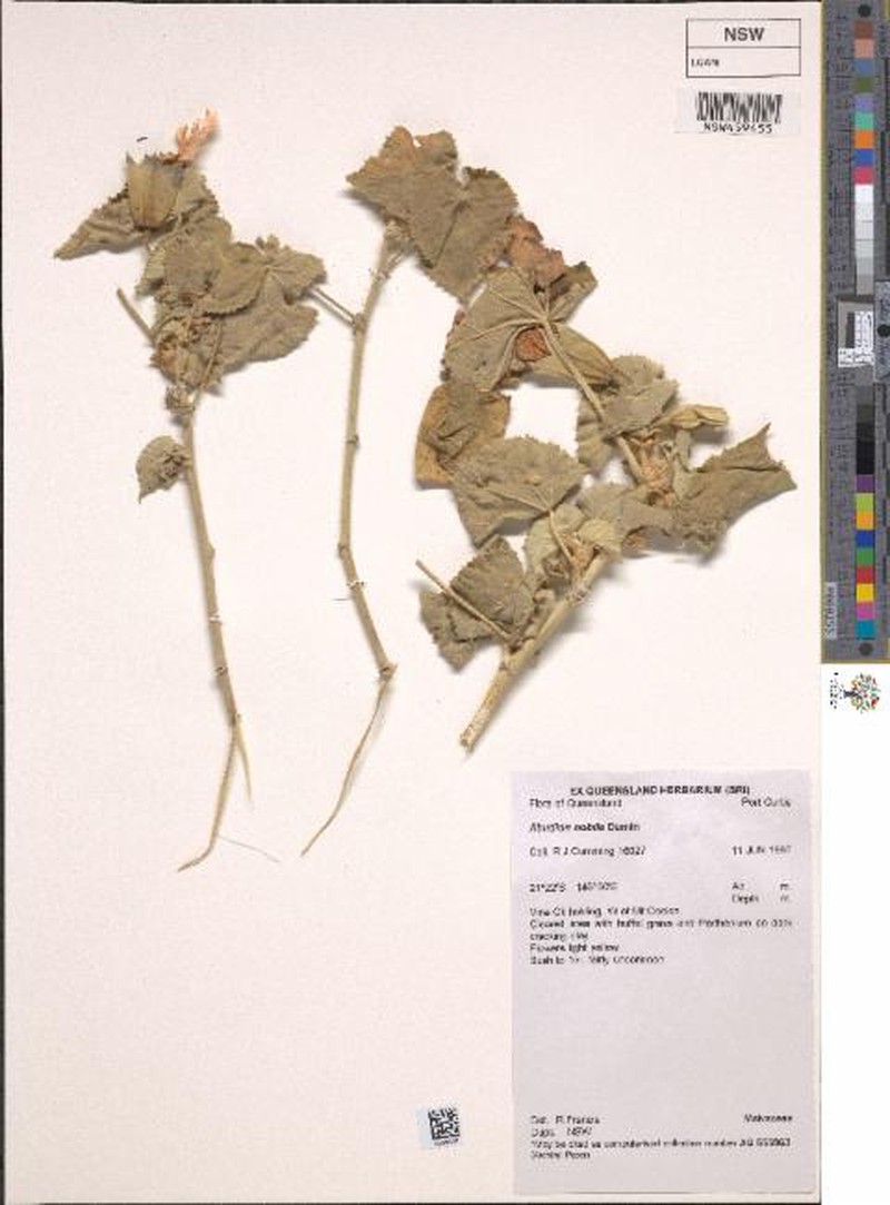 Abutilon nobile photo 2